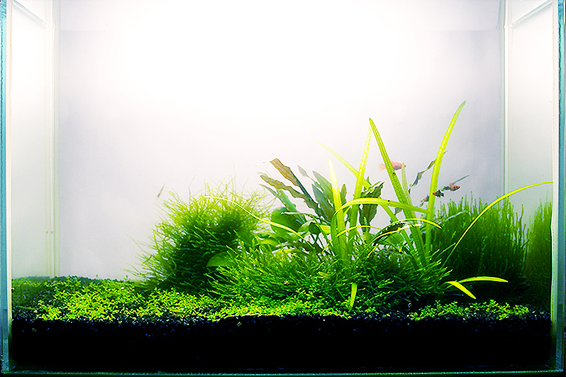 20090606_sm.jpg
