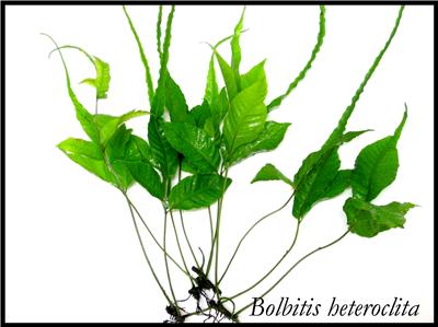 Bolbitis heteroclita.jpg