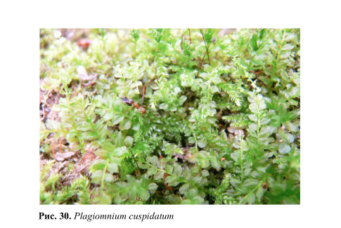 plagiomnium-cuspidatum.jpg