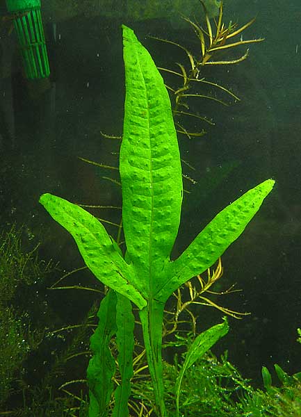 microsorum.jpg