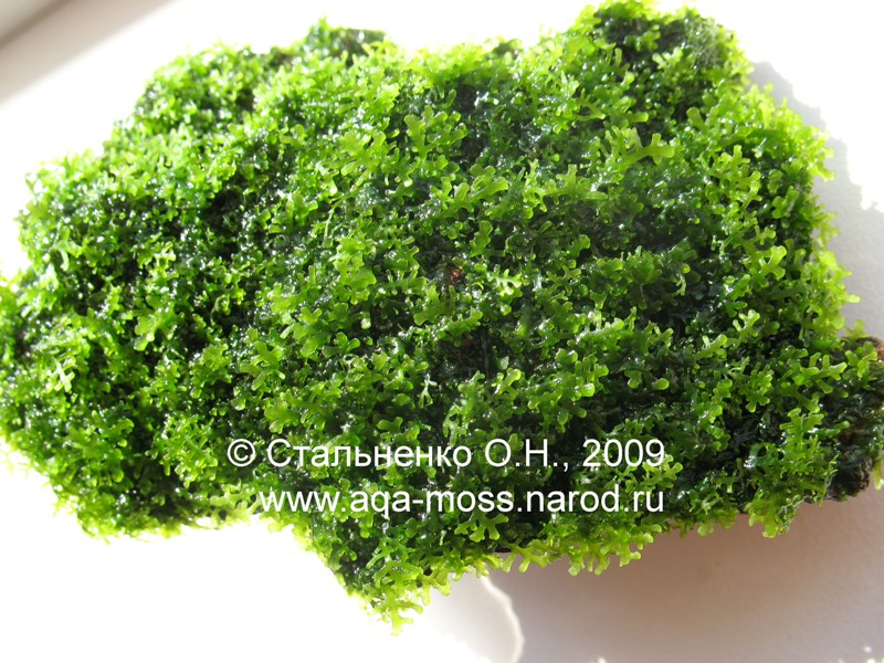 moss03_b.jpg