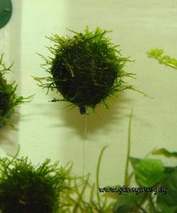 Vesiculariadubuana.jpg