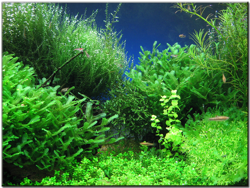verde5.jpg