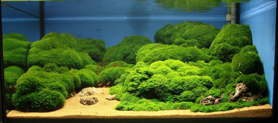 greenreef01jd1a.jpg