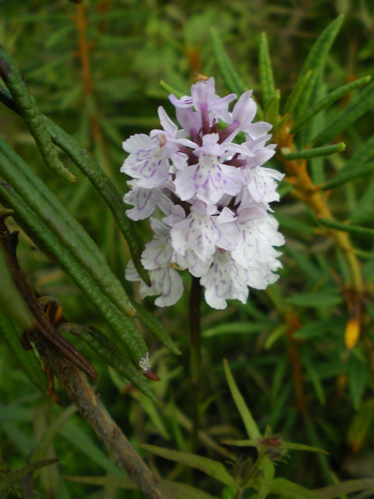 IMGP2876.JPG