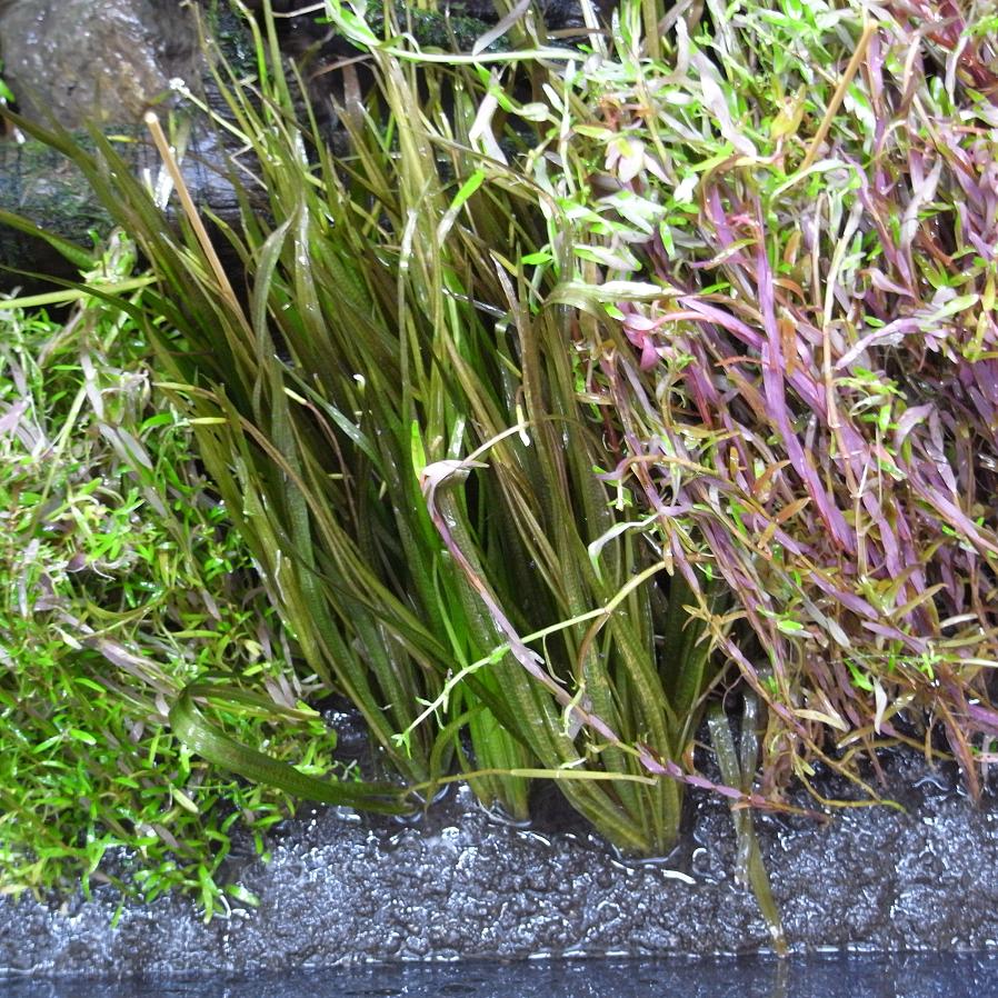 R0010780.JPG