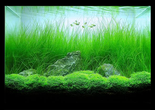 30cm-meadow-zephyr.jpg