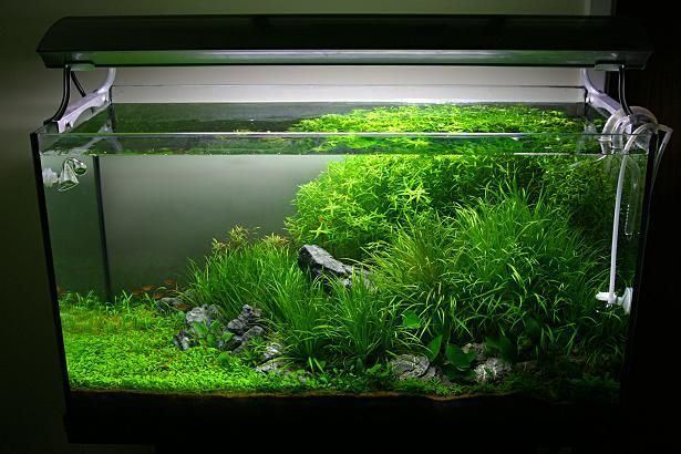 80cm-blyxa-hills.jpg