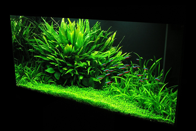 80cm-mother-microsorium.jpg