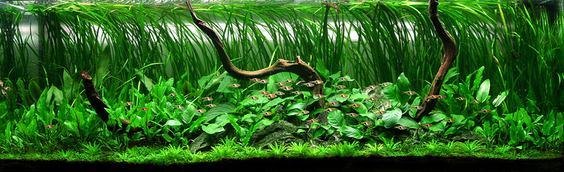 120cm-harlequins-haven.jpg
