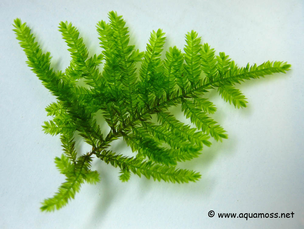 Peacock-Moss-Leaves.jpg