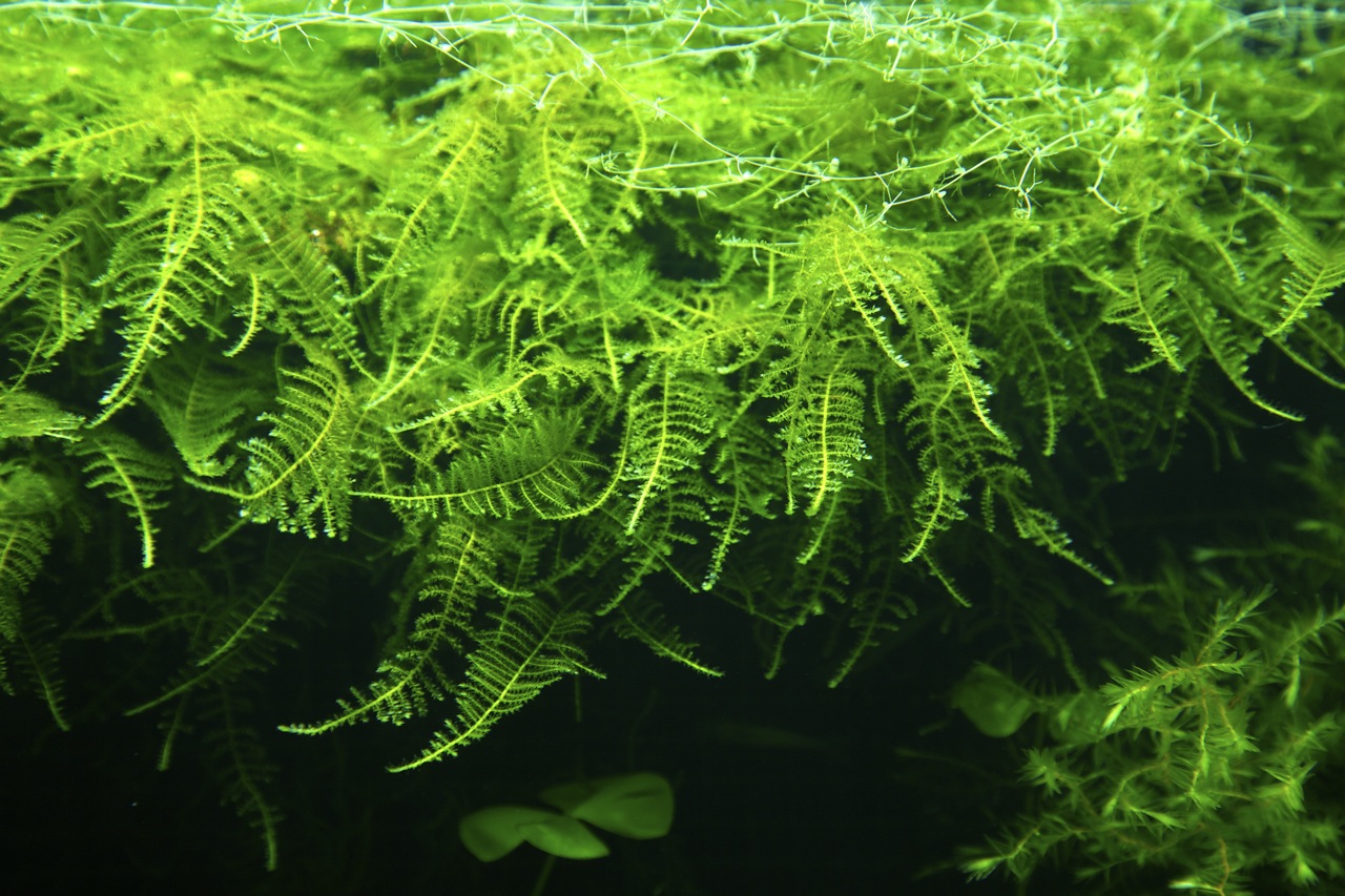 moss1.jpg