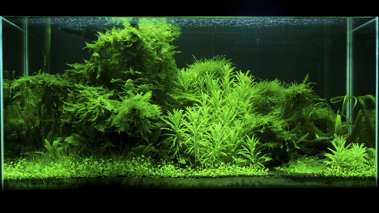 moss2.jpg