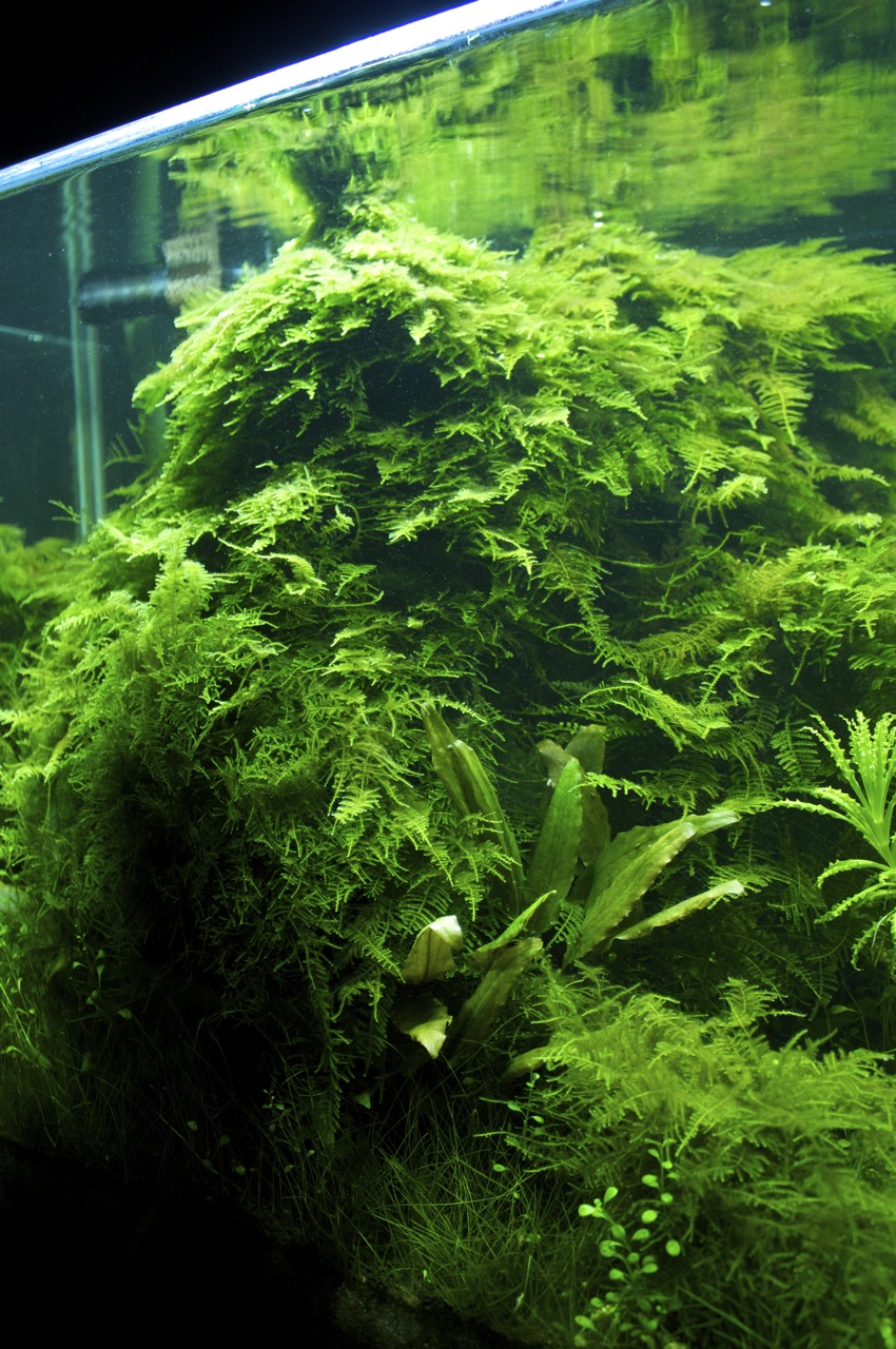 moss3.jpg