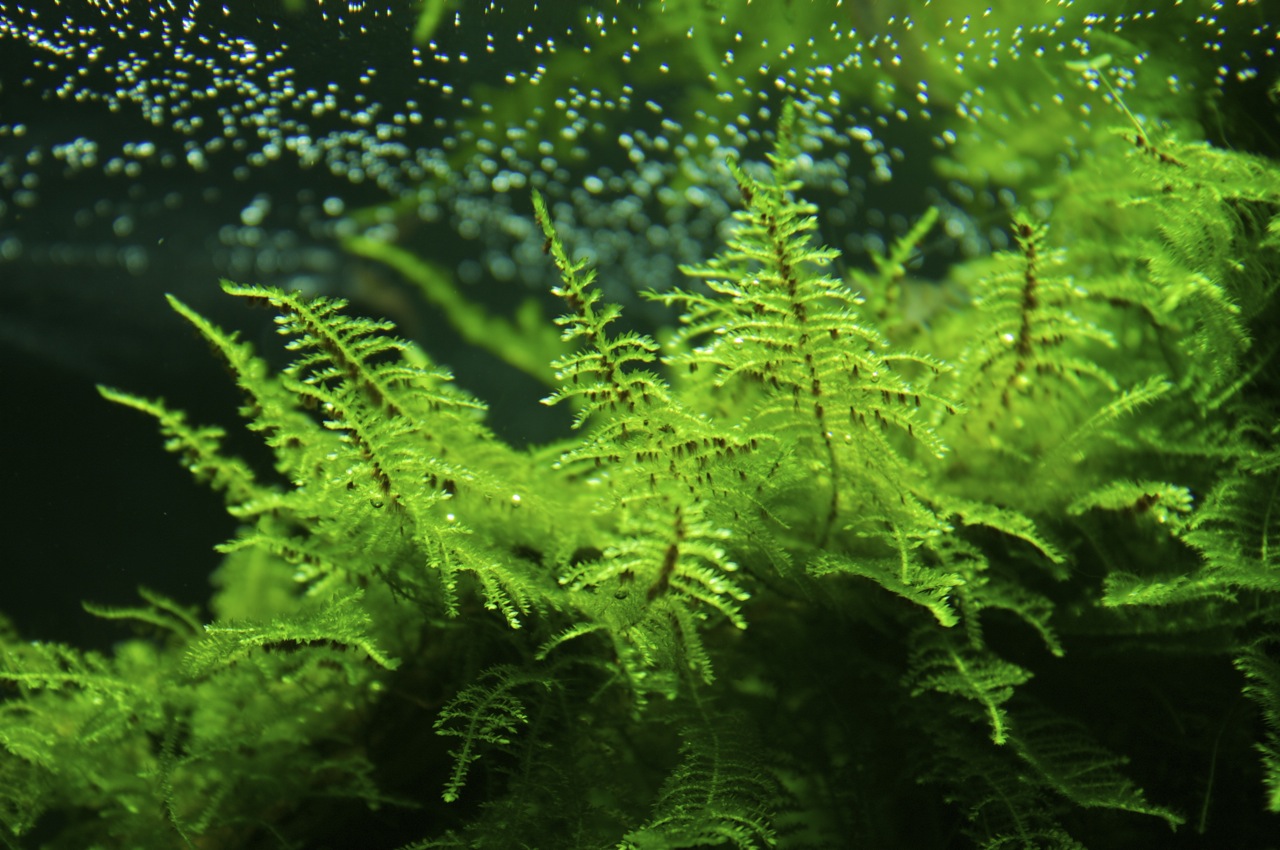 moss4.jpg
