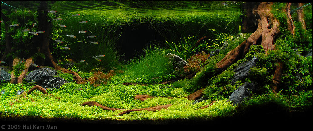 AGA_2009_M_1.jpg