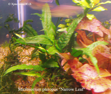 Microsorium pteropus х Narrow Leaf.jpg
