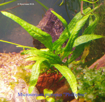 Microsorium pteropus х Phillipine.jpg