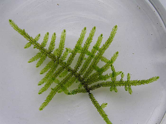 spiky_macro.jpg