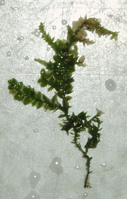 Triangle Moss - Cratoneuron filicinum.JPG