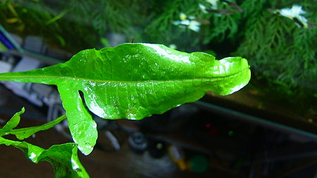 Microsorium sp. from Sri Lanka.jpg