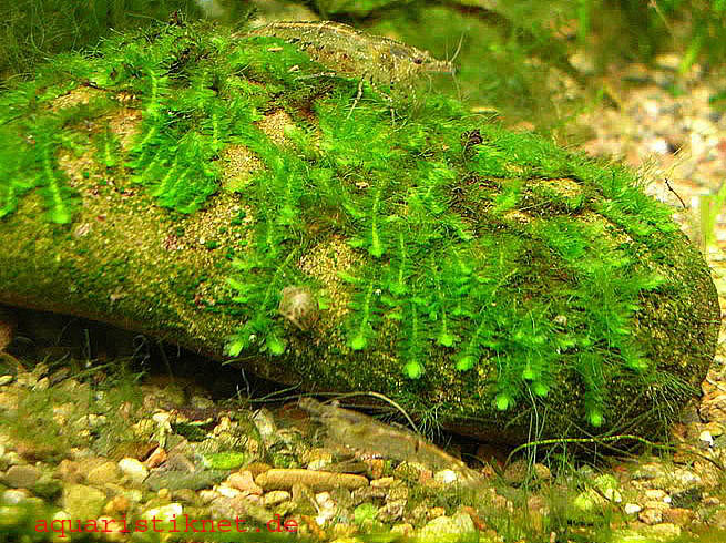 Callicostella prabaktiana.jpg