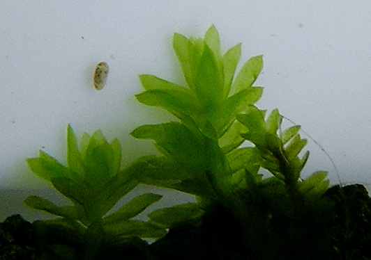 Callicostella3.jpg
