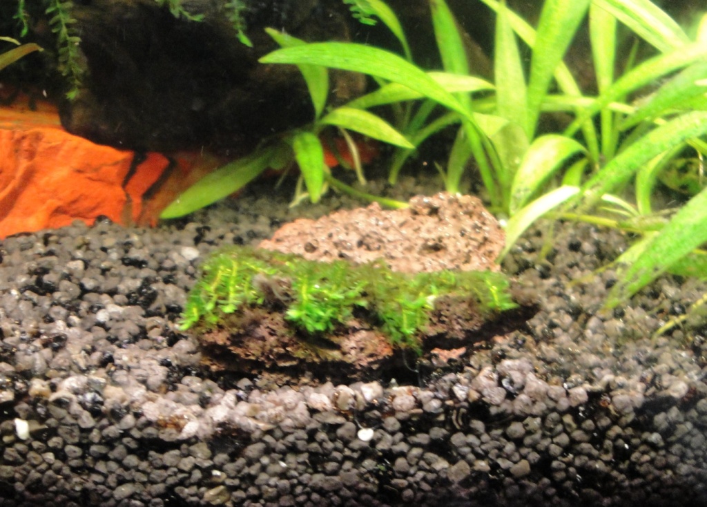 04. Callicostella papillata.JPG
