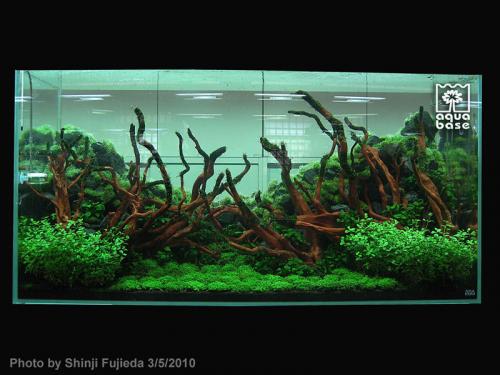 80f76cc91900bdfe3d717496402a887f-image_aquabase.jpeg