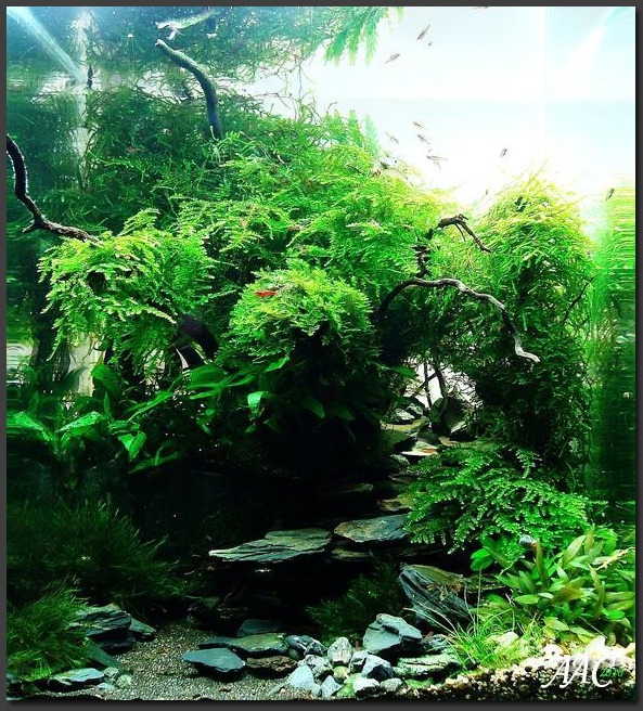 AAC mini 3 Forest stream.jpg