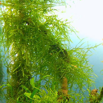Japan Moss.jpg