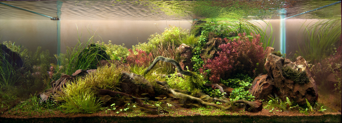 aquaplants.jpg