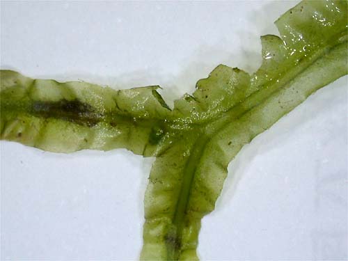 Pallavicinia subciliata.jpg