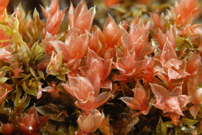Bryum-pallens.jpg