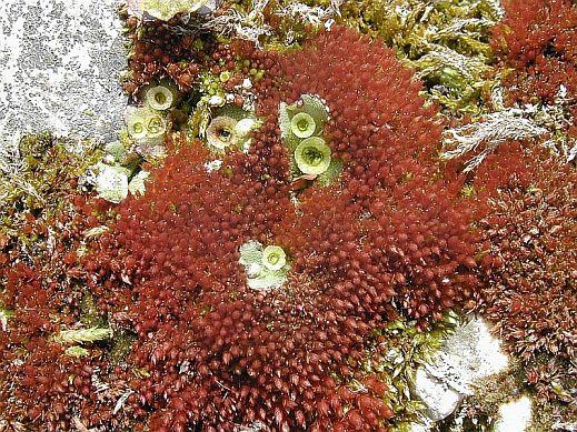 bryum_pallens_1.jpg