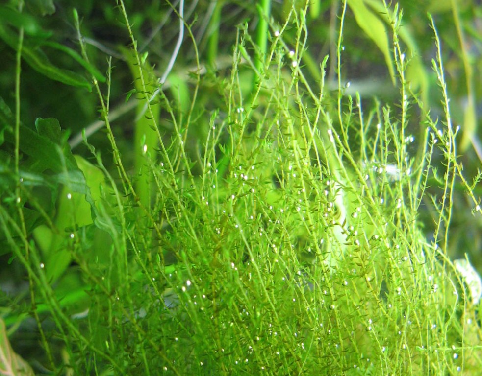moss1.jpg