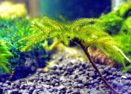 Climacium sp. - Мох-пальма мини.jpg