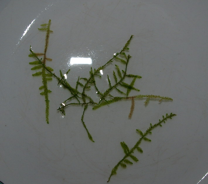 PA180140-1-1.jpg