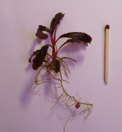 Bucephalandra sp.Kedagang.JPG