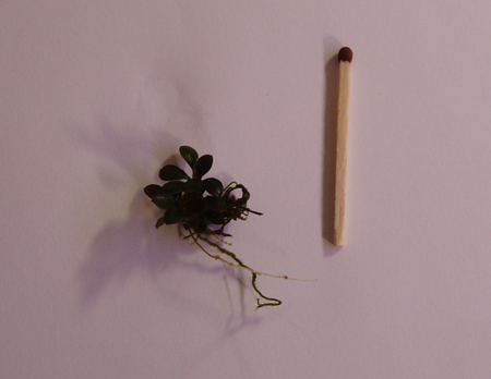 Bucephalandra sp. Lantjak Entimau .JPG