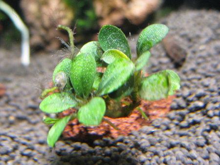 Bucephalandra  sр.jpg