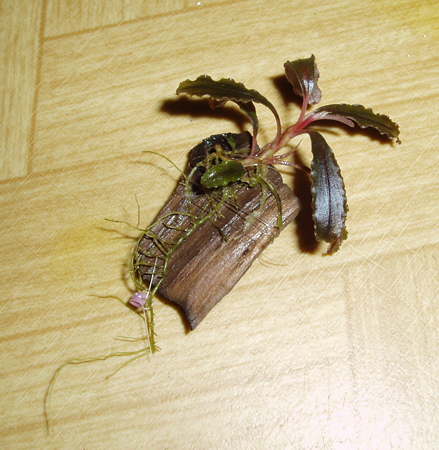 Bucephalandra sp.Kedagang.JPG