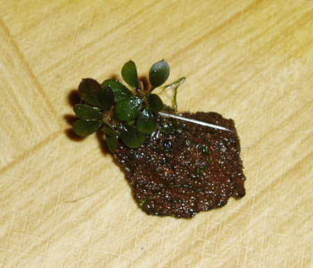 Bucephalandra sp. Lanjak Entimau.JPG