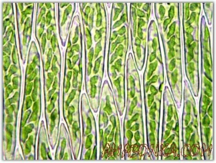 Singapore Moss.jpg