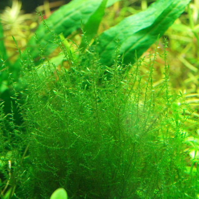 P2190761.jpg