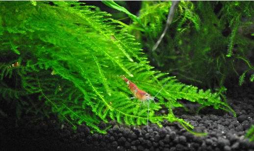moss1.jpg