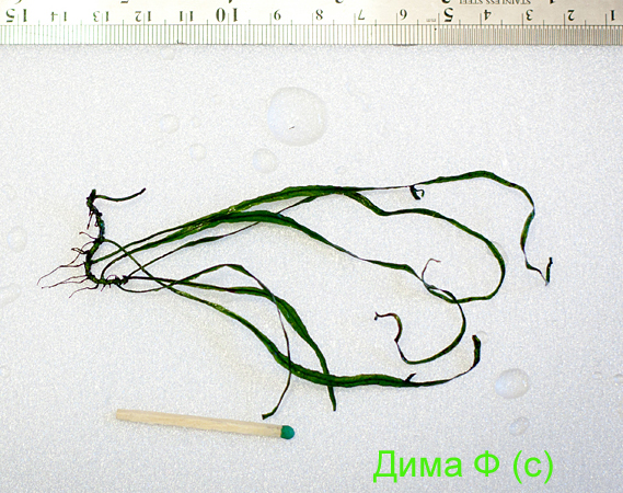 microsorum_taiwan.jpg