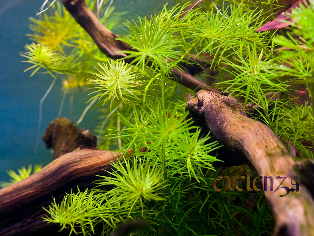 Rotala wallichii sp. NANJENSHAN.jpg