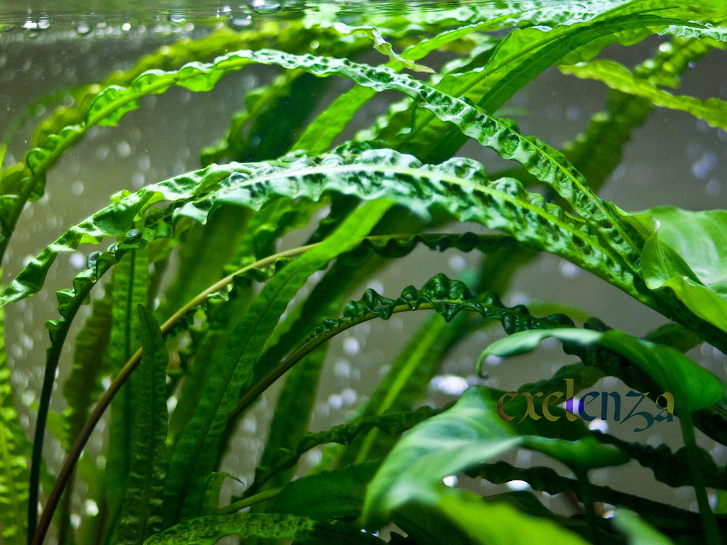Cryptocoryne crispatula var. balansae.jpg