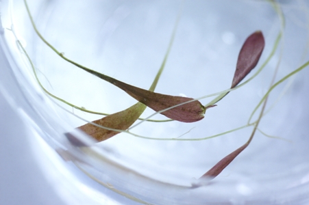 Utrikuraria Индийская красная.JPG